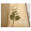 Rare Herbarium 22 Cardboard Plants Masson Valenciennes Nord France 