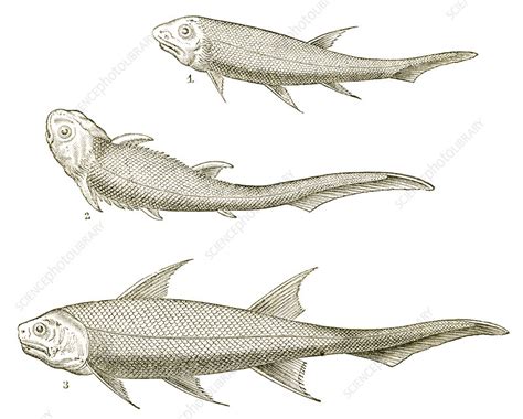 Devonian Fishes Stock Image C0333885 Science Photo Library