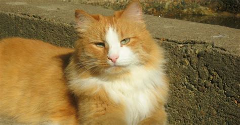 Sunny Ginger Cat — Russian Cats Pictures