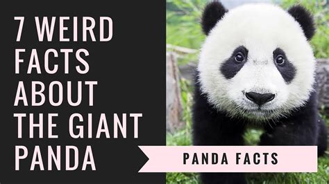 Pandas Habitat Facts