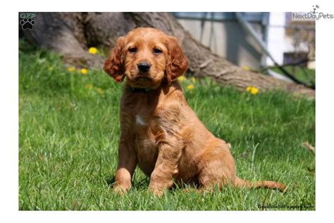 Irish Setter Puppy For Sale Near Lancaster Pennsylvania 608cfe2a A671