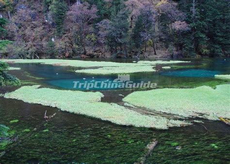 Grass Lake In Jiuzhaigou Valley National Park Lakes In Jiuzhaigou