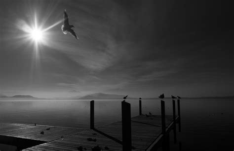 Free Images Water Nature Horizon Silhouette Bird Cloud Black