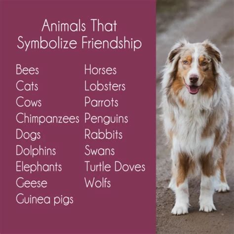 17 Animals That Symbolize Friendship Remarkable Lessons To Learn From