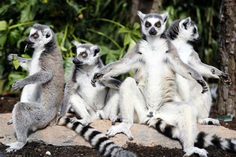 95 Of Lemur Population Facing Extinction Conservationists