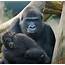 Gorilla Trekking In Africa  Conservation African Budget Safaris