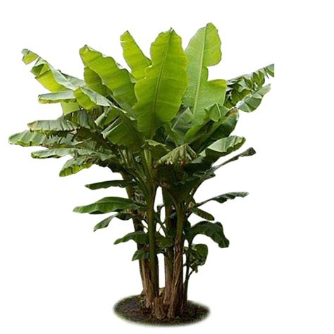 With Tropical Trees Basjoo Banana Plant Deep Green Can Grow Up To 18