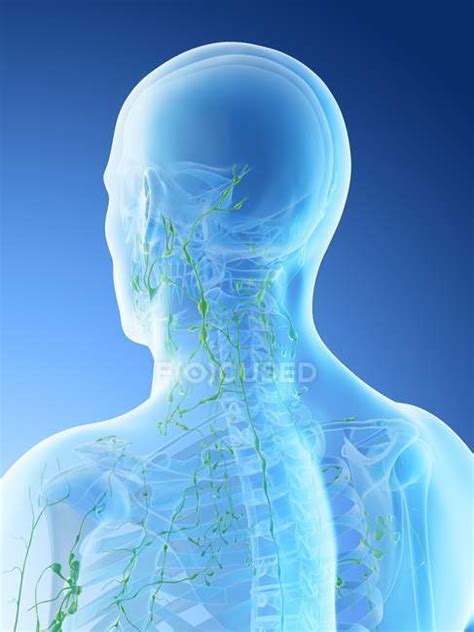 Lymph Nodes Of Male Neck And Head Computer Illustration — Immunity