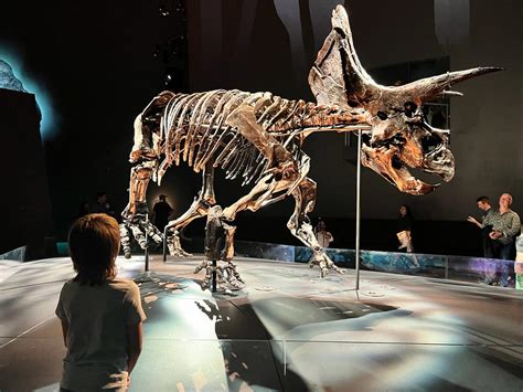 Triceratops Fate Of The Dinosaur Melbourne Museum Mums Little