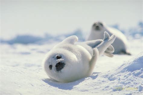 Harp Seal Hd Wallpapers And Backgrounds