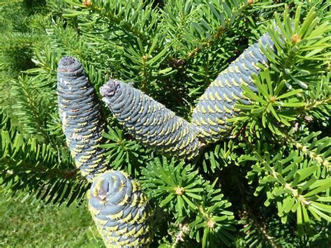 12 Easy To Grow Species Of Fir Trees