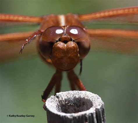 Dragonfly Enthusiasts Unite Open House Set Nov 6 At Bohart Museum Bug Squad Anr Blogs