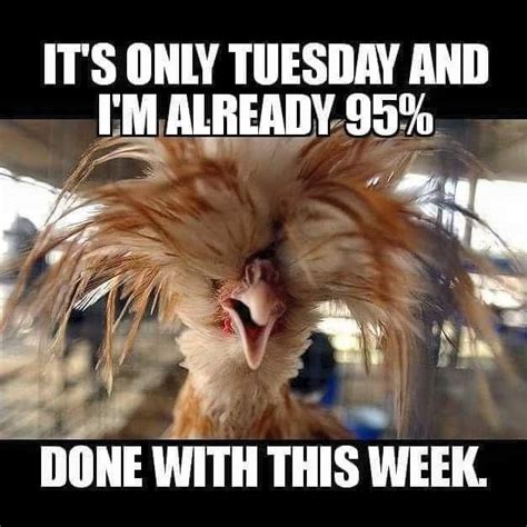 Happy Tuesday Funny Work Memes 101 Funny Tuesday Memes When Youre