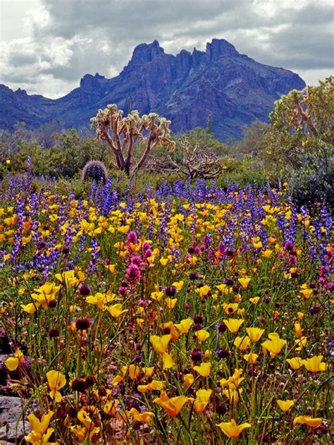 Blooms In Israel Desert In Bloom In Alamo Canyon Ajo Mountains