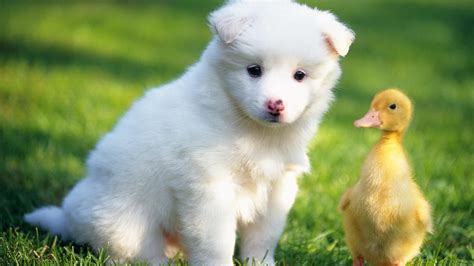 Discover The Best Cute Animals As Pets To Bring Home Today