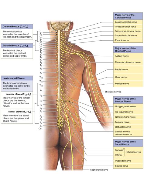 Spinal Nerves Extend To Form Peripheral Nerves Sometimes Forming