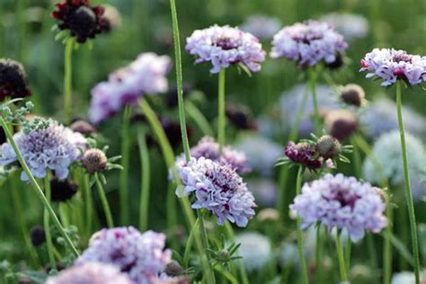 Scabiosa Atropurpurea Day And Night Green And Gorgeous Flowers