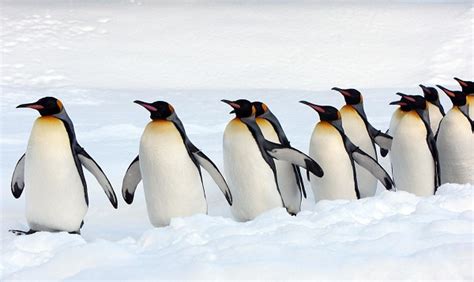 Que Comen Los Pingüinos Donde Viven Como Nacen