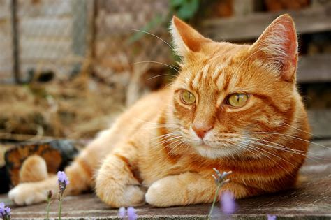Cats Glance Ginger Color Whiskers Hd Wallpaper Rare Gallery