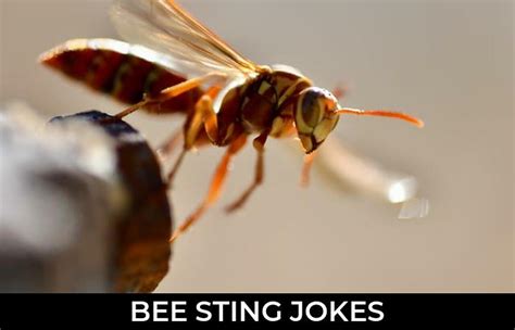 54 bee sting jokes and funny puns jokojokes