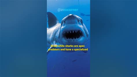 Why No Aquarium Has Great White Shark Youtube