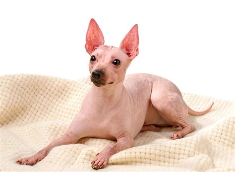 Hairless Dog Breeds The Smart Dog Guide