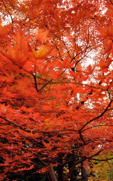 Free Download Japanese Maple Treessamsung Wallpaper Download Samsung