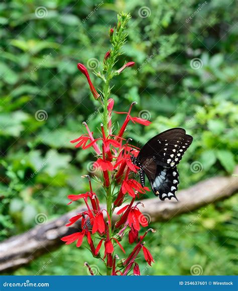 Closeup Shot Of The Spicebush Swallowtail Butterfly Papilio Troilus