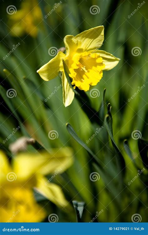 Daffodils Flower Stock Image Image Of Backyard Nature 14279021