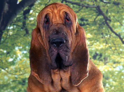 bloodhound breed guide learn   bloodhound