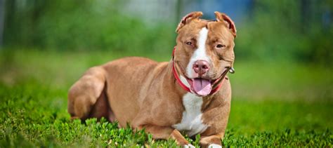Best puppy food for pitbulls. 2 Best Dry Dog Food for Weight Gain Pitbull Diet Tips