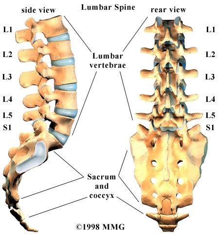 As the body matures, some of these bones gradually, fuse together to form one bone. Low Back Pain Specialist | Singapore Sports & Orthopaedic Surgeon