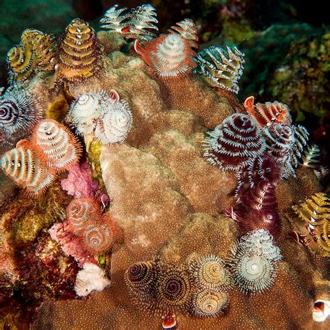 10 Unusually Beautiful Sea Creatures Brightvibes