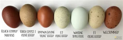 Chicken Egg Colors By Breed Silver Homestead