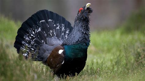 Capercaillie Facts And Information Trees For Life