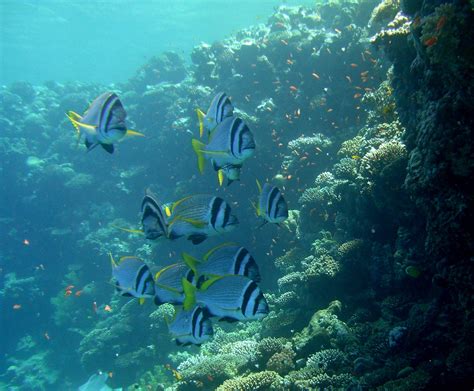 Categorycoral Reef In Dahab Wikimedia Commons Underwater World
