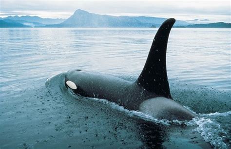 Orca Whale Off Vancouver Island Picture Of British