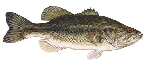 There are freshwater bass (that live in rivers and lakes) and saltwater bass (that live in the ocean). Fish Identification: Largemouth Bass - Fishing Basics ...