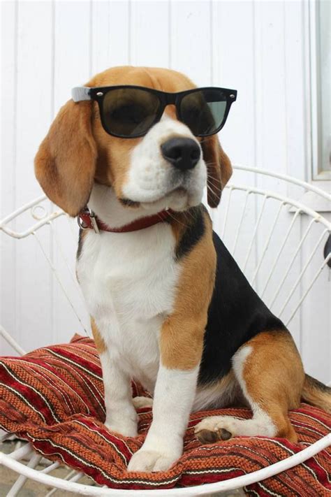 These 10 Beagles Will Make You A Better Person