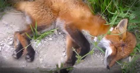Fox Rescued From Side Of Road Animals Video