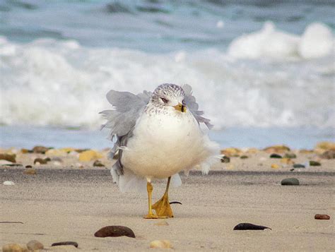 Seagull Dancing On The Beach Photograph By Camille Lucarini Fine Art