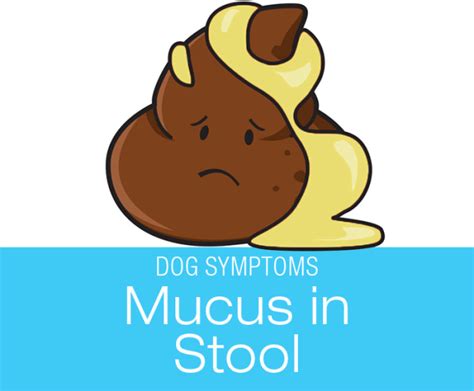 Mucus In Dog Stool Symptoms To Watch For In Your Dog