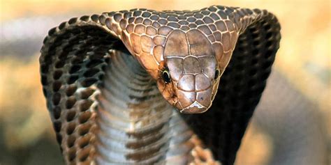 The Worlds Most Venomous Snakes