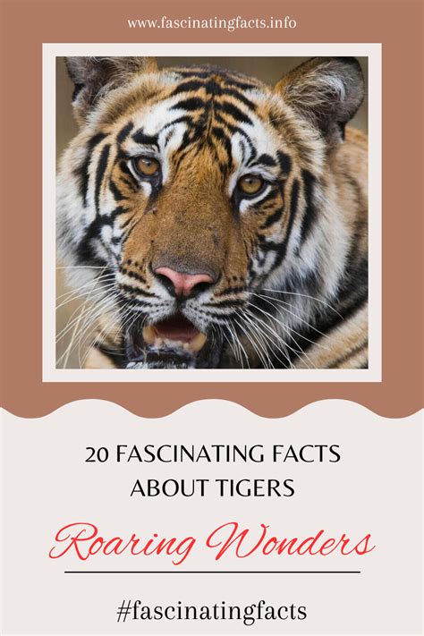 20 fascinating facts about tigers