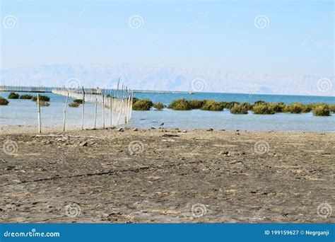 A Beautiful View Of The Plants That Grow On The Water Mangrove Forest