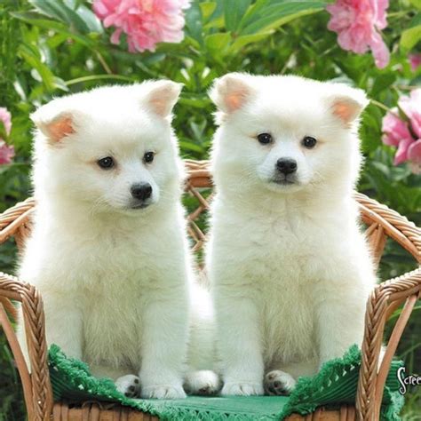 10 Latest Cute Baby Dogs Wallpaper Full Hd 1080p For Pc Background 2021