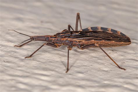 How To Get Rid Of Kissing Bugs And Prevent An Infestation Bob Vila