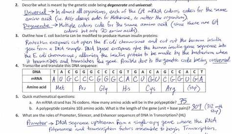 33 Protein Synthesis Review Worksheet Answers - support worksheet