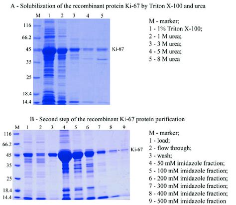 Purification Of The Recombinant Protein Ki 67 By Imac Download