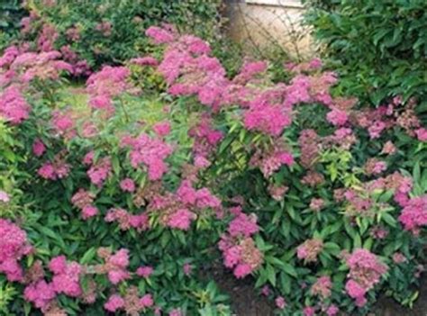 Summer blooming plants have to be able to withstand the high temperatures that come with summer. Prune back Now - Spirea, Russian Sage, Butterfly Bush and ...